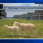 Buena noticia: Volkswagen apuesta por ovejas para cuidar su planta solar en Polonia