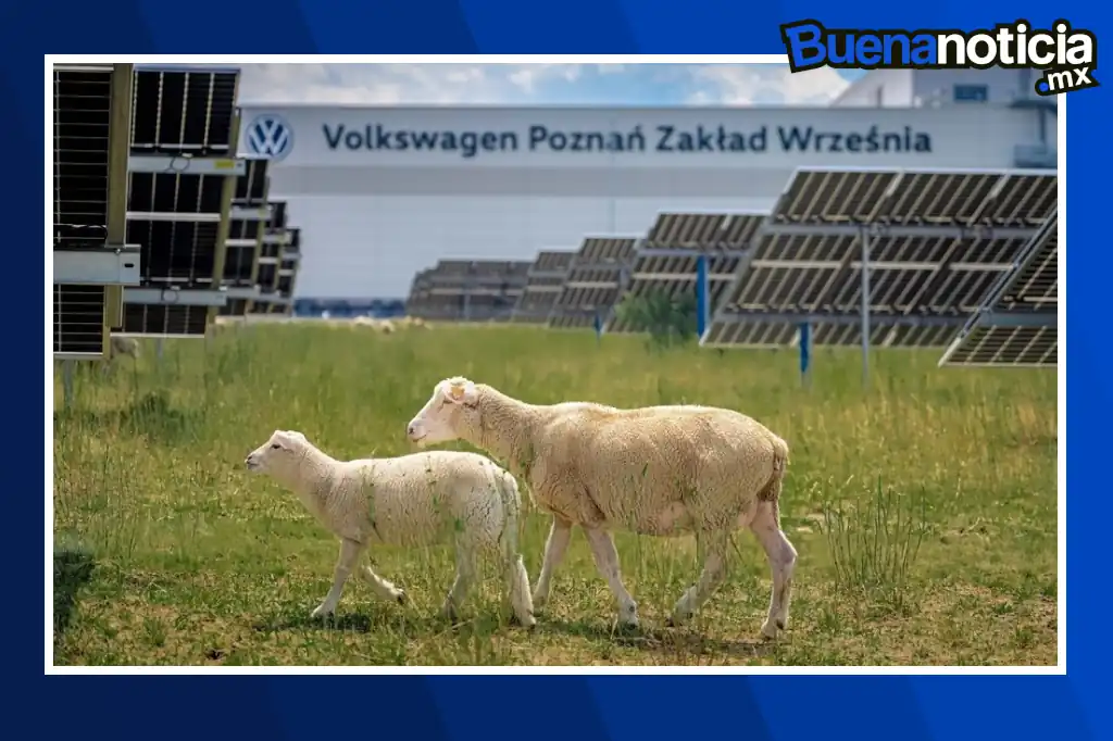 Buena noticia: Volkswagen apuesta por ovejas para cuidar su planta solar en Polonia