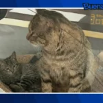 Buena noticia: Tres gatos callejeros se convierten en empleados estrella de un aeropuerto en China