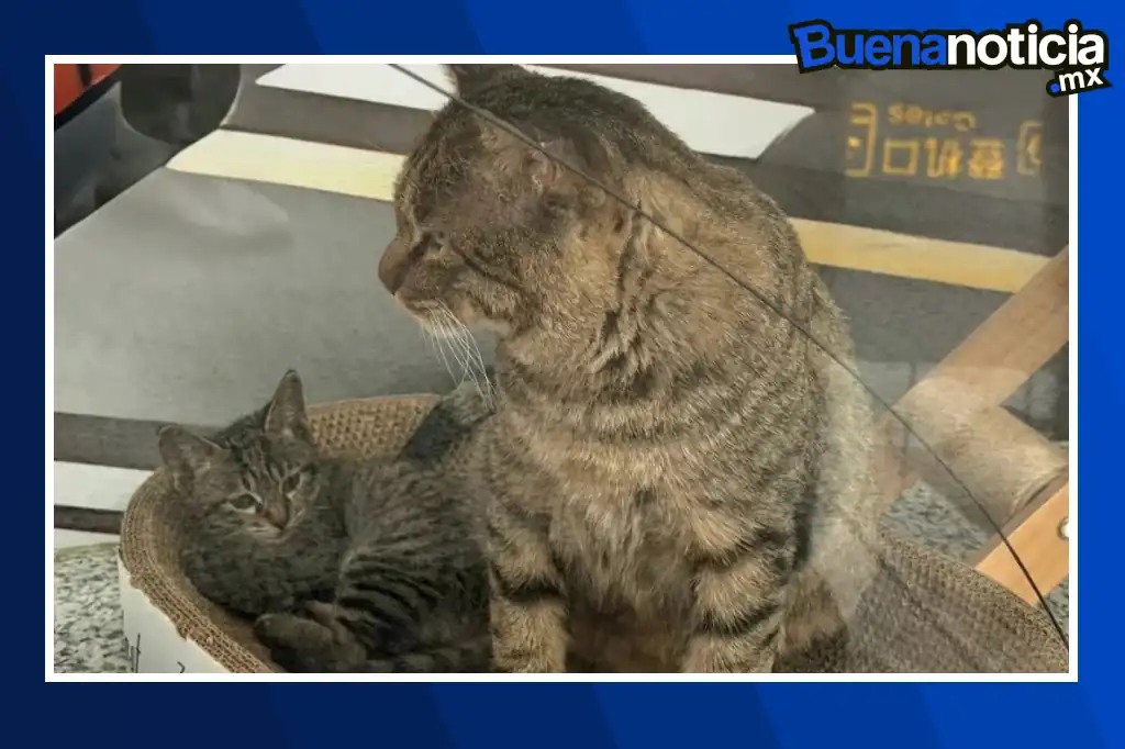 Buena noticia: Tres gatos callejeros se convierten en empleados estrella de un aeropuerto en China