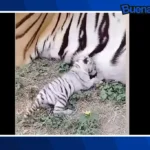 Buena noticia: Nace tigre blanco en Ecopark Matamoros pese a que sus padres tienen pelaje amarillo