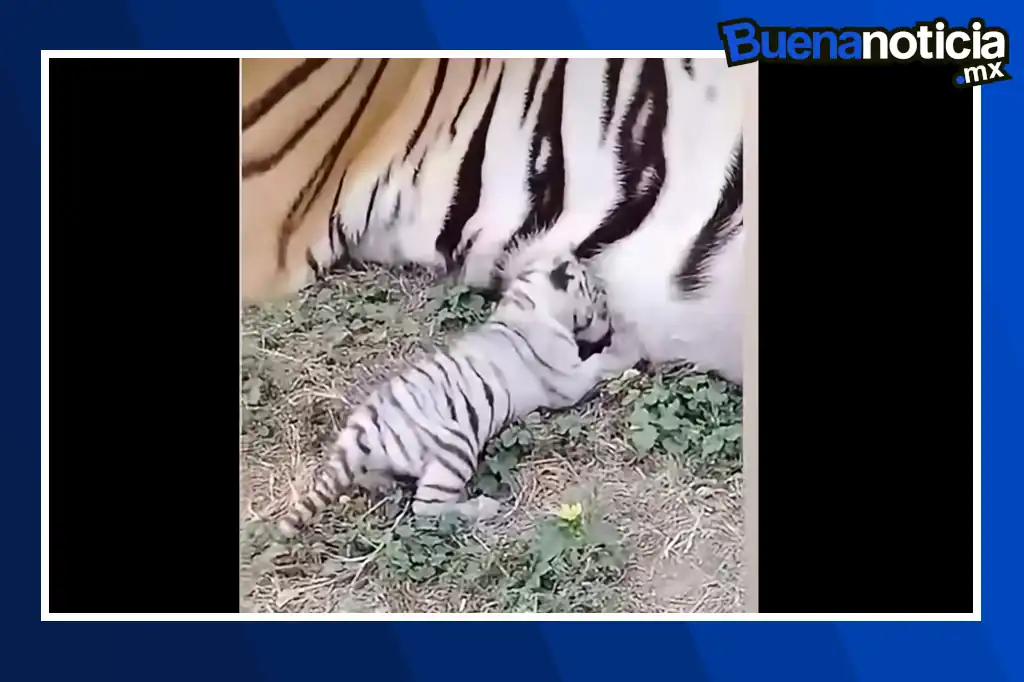 Buena noticia: Nace tigre blanco en Ecopark Matamoros pese a que sus padres tienen pelaje amarillo