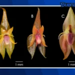Buena noticia: Descubren nueva especie de orquídea en los bosques de Perú
