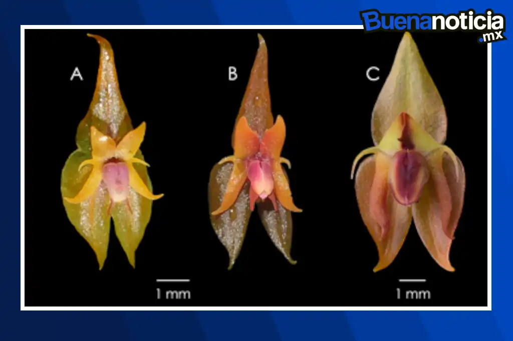 Buena noticia: Descubren nueva especie de orquídea en los bosques de Perú