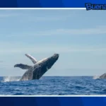 Buena noticia: Ballenas jorobadas superan los 30 mil ejemplares en Brasil tras décadas de conservación