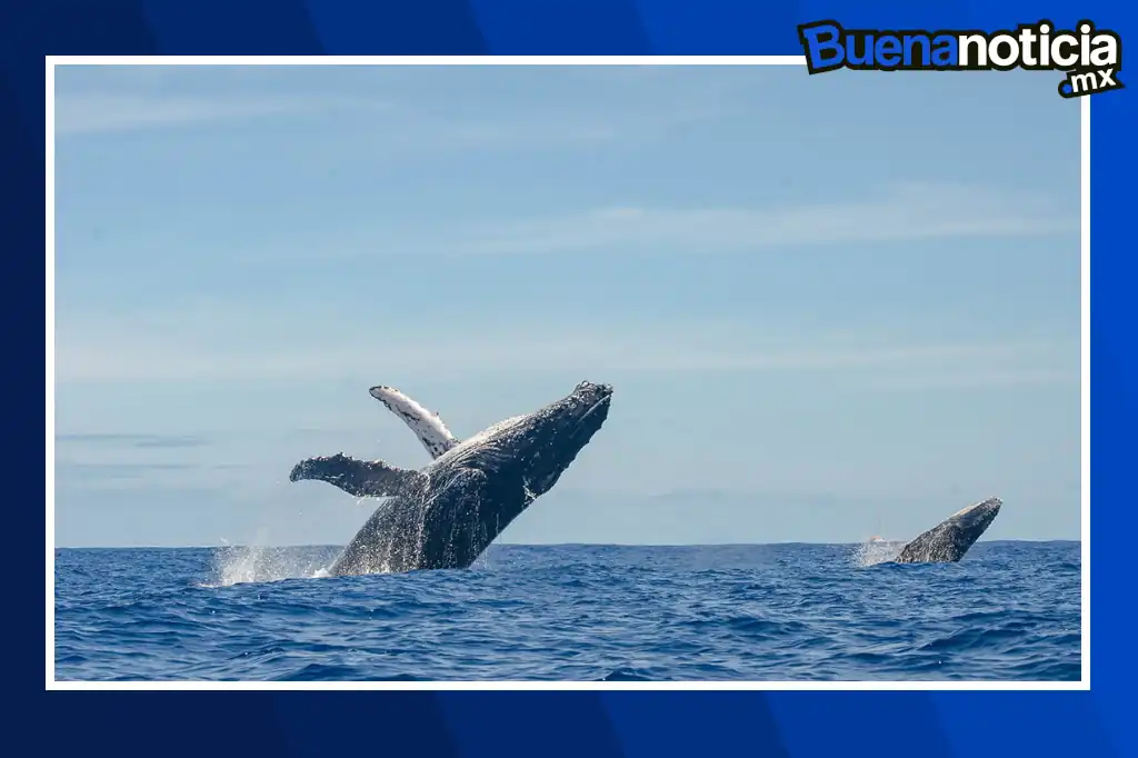 Buena noticia: Ballenas jorobadas superan los 30 mil ejemplares en Brasil tras décadas de conservación