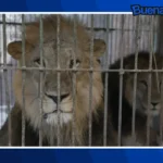 Buena noticia: Tigres y leones son rescatados y trasladados a santuarios donde tendrán una mejor vida