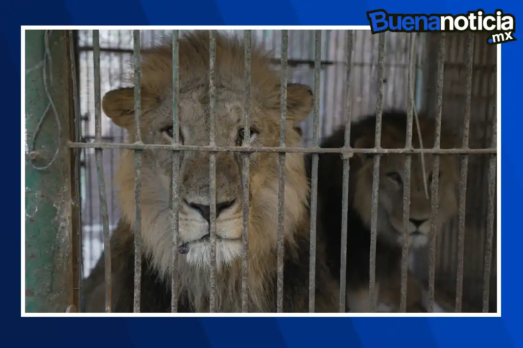 Buena noticia: Tigres y leones son rescatados y trasladados a santuarios donde tendrán una mejor vida