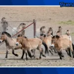 Buena noticia: China logra el regreso del caballo de Przewalski a la vida silvestre