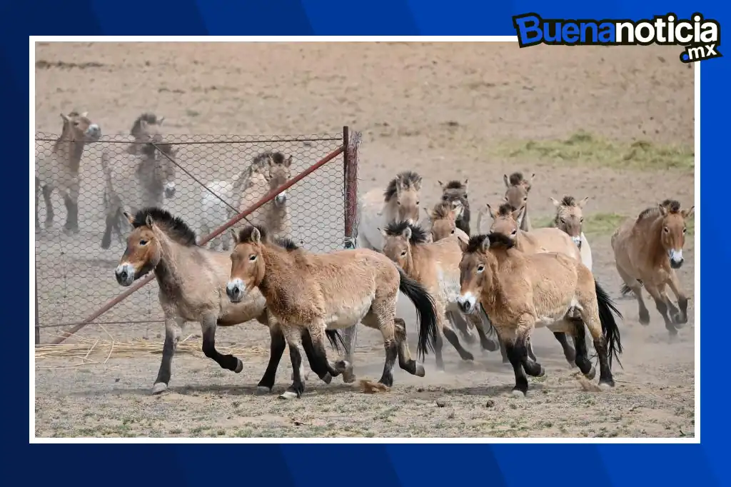 Buena noticia: China logra el regreso del caballo de Przewalski a la vida silvestre