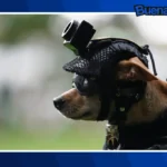 Buena noticia: Un chihuahua se convierte en el integrante más peculiar de la Guardia Nacional