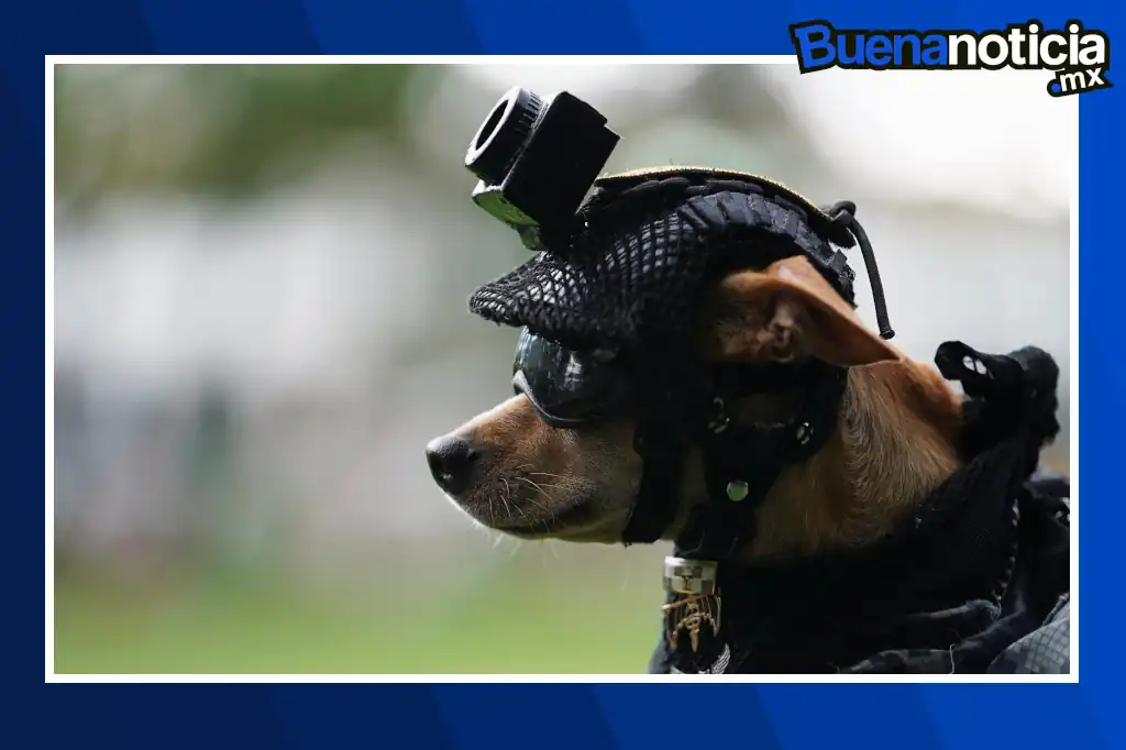 Buena noticia: Un chihuahua se convierte en el integrante más peculiar de la Guardia Nacional