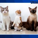 Buena noticia: Michi Fest 2026 ofrecerá esterilización gratuita para gatos en Iztapalapa