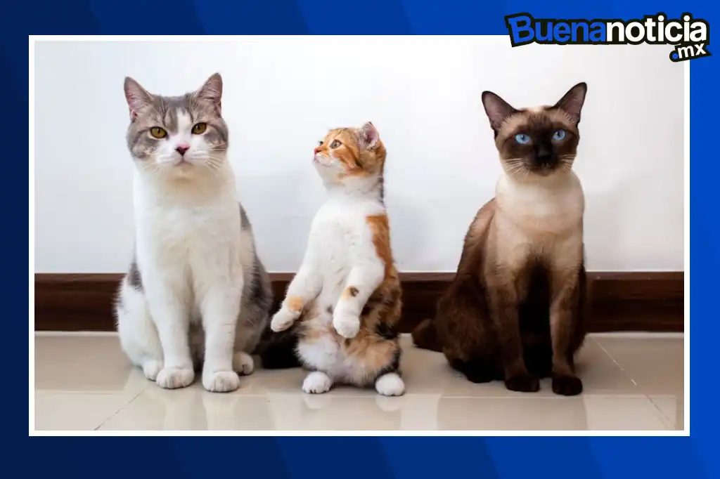 Buena noticia: Michi Fest 2026 ofrecerá esterilización gratuita para gatos en Iztapalapa