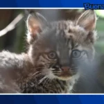 Buena noticia: Registran el nacimiento de una cría de lince rojo en Chapultepec