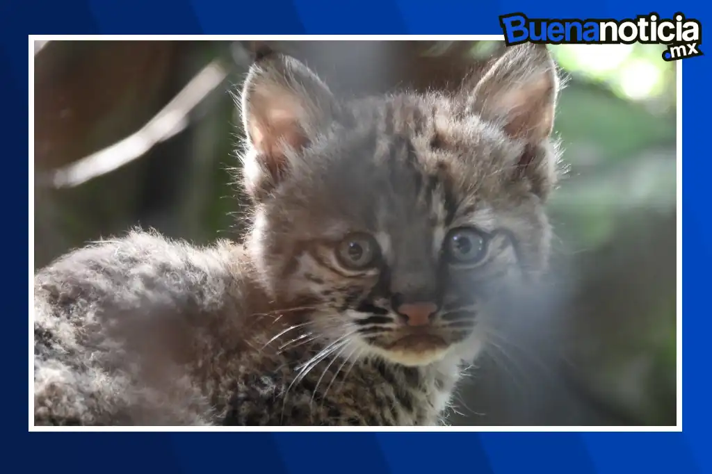 Buena noticia: Registran el nacimiento de una cría de lince rojo en Chapultepec