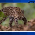 Buena noticia: Hallan en Bolivia una nueva especie de gato salvaje