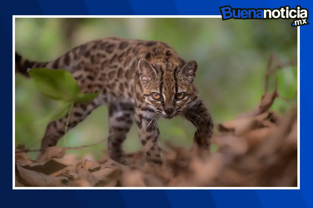 Buena noticia: Hallan en Bolivia una nueva especie de gato salvaje
