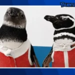 Buena noticia: Crean traje de cobre para acelerar la recuperación de pingüinos heridos