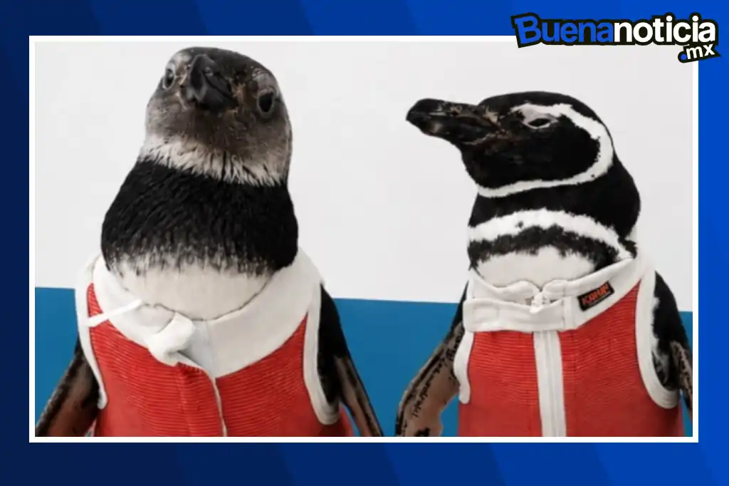 Buena noticia: Crean traje de cobre para acelerar la recuperación de pingüinos heridos