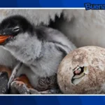 Buena noticia: Científicos descubren una nueva especie de pingüino tras más de un siglo