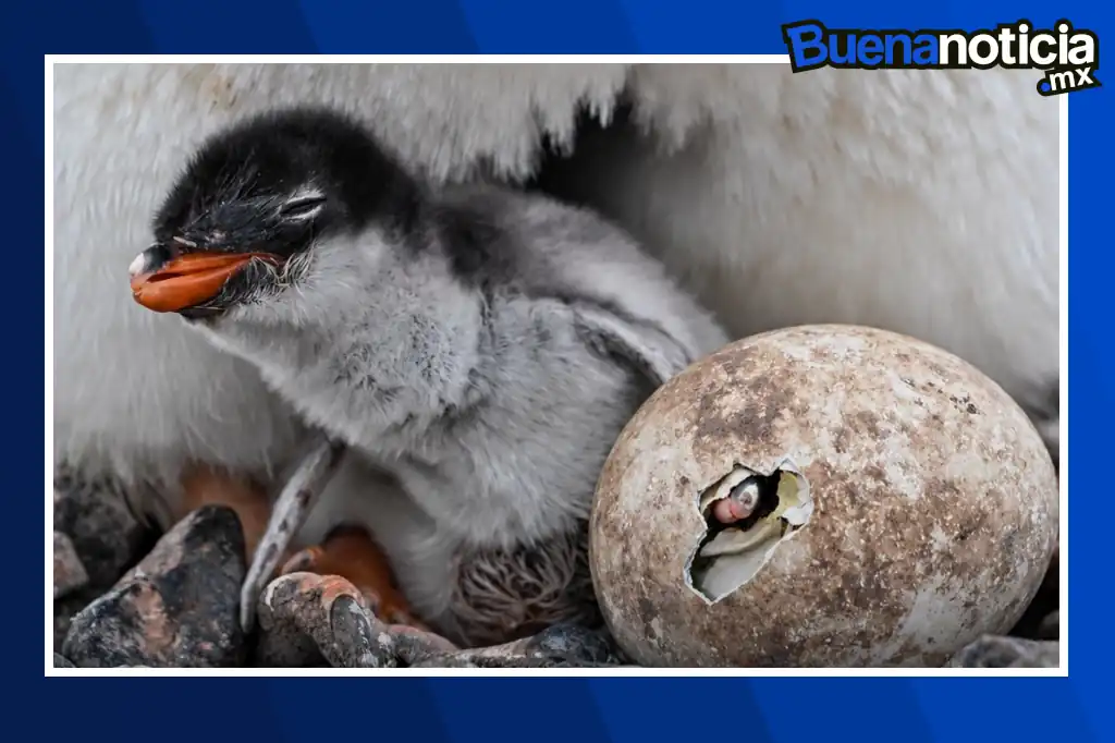 Buena noticia: Científicos descubren una nueva especie de pingüino tras más de un siglo