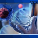 Buena noticia: Japón da un nuevo paso hacia la regeneración del corazón con cirugía que utiliza células madre