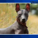 Buena noticia: El xoloitzcuintle obtiene reconocimiento como patrimonio cultural de la CDMX