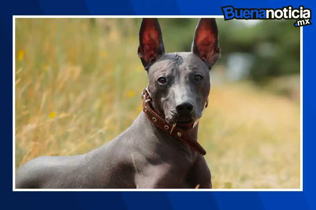 Buena noticia: El xoloitzcuintle obtiene reconocimiento como patrimonio cultural de la CDMX